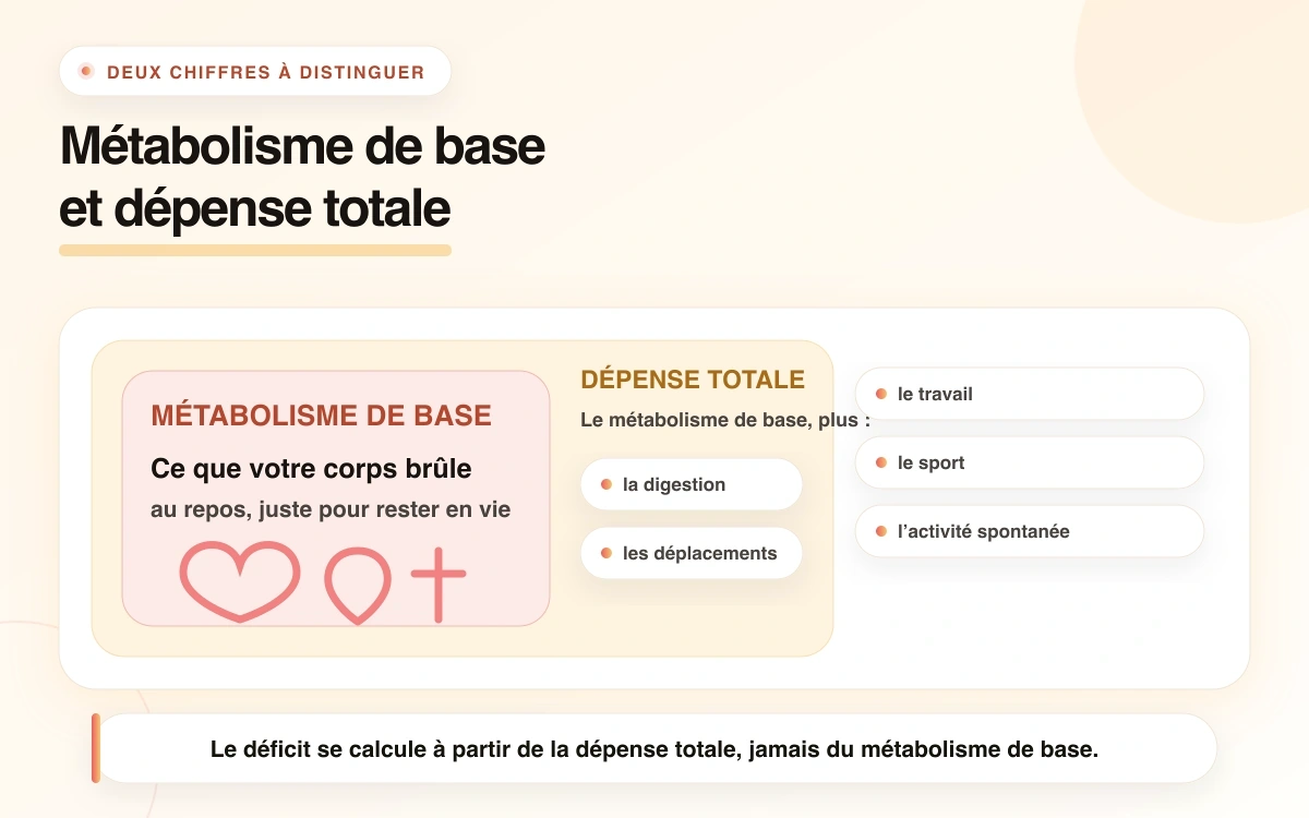 Schéma « Métabolisme de base et dépense totale » : le métabolisme de base correspond à ce que le corps brûle au repos, juste pour rester en vie ; la dépense totale comprend aussi la digestion, les déplacements, le travail, le sport et l’activité spontanée. Le déficit se calcule à partir de la dépense totale, jamais du métabolisme de base.